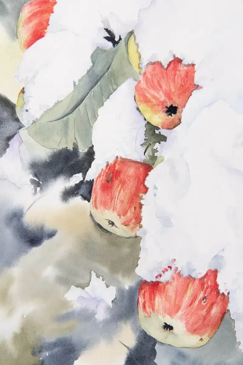 Winter Apples Watercolour By Diane McEntee Winter Apples Watercolour By Diane McEntee